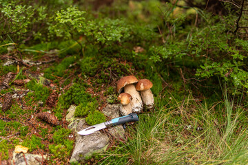 Beautiful edible mushrooms lying on the grass in the forest. Collecting mushrooms in the forest....