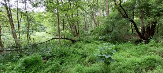 Obraz premium green grass in the forest