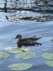 duck on the water