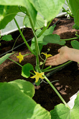 seedling cucumber in green house, gardening