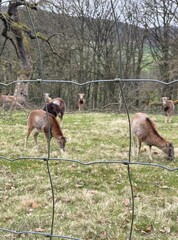 little goats, farm, animal, nature, mammal, wildlife, grass, meadow, brown, farm, wild, animals, cow, field, forest, green