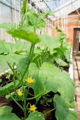 seedling cucumber in green house, gardening