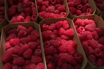 A close-up, high-angle view of multiple open cardboard punnets brimming with fresh, vibrantly red raspberries, ready for market or consumption
