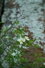 Dog rose
Plant
A species of plant belonging to the genus Rose of the Rosaceae family.
