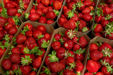 Close-up full frame of numerous fresh, ripe red strawberries in cardboard punnets, displaying their natural beauty and readiness for market or consumption