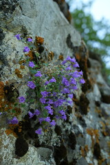 Campanula biebersteiniana is a species of bellflower growing from 5 to 10 cm high, native to the Caucasus, where it grows on alpine meadows and rocky slopes at an altitude of 2000 to 4000 m. Synonym C