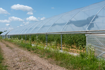 A long, modern greenhouse with a translucent plastic cover stretches across a field of thriving...
