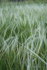 Feather grass (Latin: Stipa) is a genus of perennial monocotyledonous herbaceous plants from the family Poaceae. One of the most common plants in the steppes.