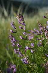 Mouse Pea
Plant
A perennial herbaceous plant, a species of the genus Pea of ​​the legume family. A valuable forage and honey plant.