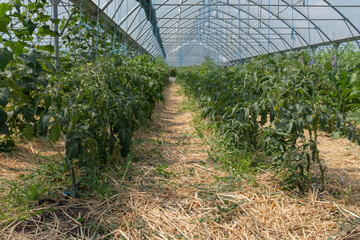 Long rows of vibrant green tomato plants, heavily laden with developing fruit, thrive within a...