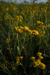 The genus Helichrysum /hɛlɪˈkr aɪsəm/ consists of about 600 species of flowering plants in the sunflower family (Asteraceae). The type species is Helichrysum orientale.