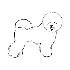 bichon frise, vector sketch