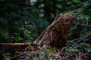 Old Mossy Tree Stump in the Forest with Green Foliage