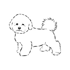 bichon frise, vector sketch