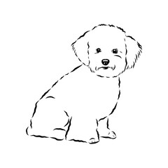bichon frise, vector sketch