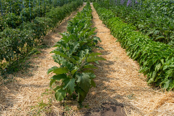 Long, neat rows of healthy green eggplant plants growing in an outdoor field, with straw mulch...