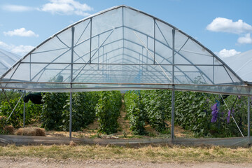 A large, arching greenhouse structure with a translucent roof, offering a clear view of rows of vibrant green plants thriving inside under a bright blue sky with scattered clouds.