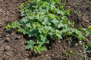 A vibrant patch of young, green melon or squash plants with large, textured leaves, growing in rich...