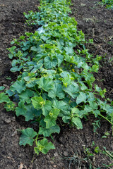 A vibrant patch of young, green melon or squash plants with large, textured leaves, growing in rich brown soil under natural light in an outdoor garden or field.