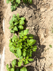 Potato Plants in Soil Rows with Plastic Mulch