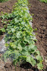 A vibrant row of young melon or squash plants with large green leaves, growing on dark brown soil covered by a clear plastic mulch, extending into the distance in an outdoor field
