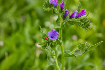 Close-up of a Paterson's curse