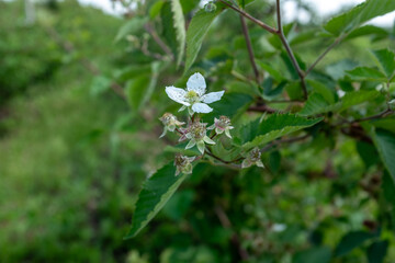 Fototapeta premium A delicate white blossom with a green center and five petals, surrounded by developing green and reddish berry buds and green leaves, symbolizing new growth and the start of a berry harvest
