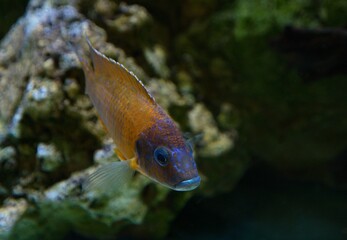 fish in aquarium