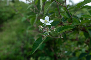 A delicate white blackberry blossom in full bloom, surrounded by green leaves and developing...