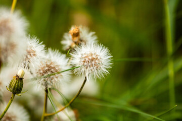 Close-up of a Dandelion