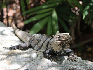 Leguan, Echse