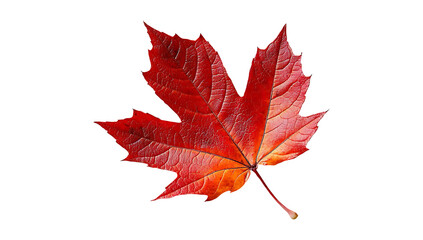 Single Autumn Maple Leaf  isolated on transparent background, png