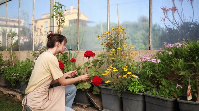 Gardener curing red geranium flowers in greenhouse