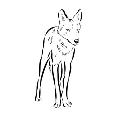 wolf vector sketch