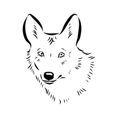 wolf vector sketch