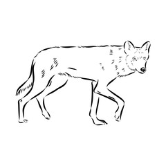 wolf vector sketch