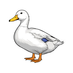 vector illustration of a male duck on a white background
