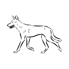 wolf vector sketch