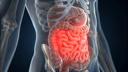 Human intestine anatomy highlighted in red within the bodys digestive system illustration