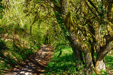 beautiful morning in the ancient city of Eichstatt