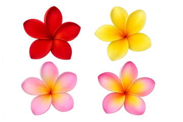Flowers red ,yellow ,pink isolated 