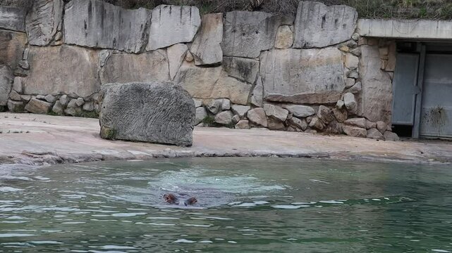 Large Hippopotamus in Zoological Garden. Hippo in Water in Zoo. Large Mammal in Animal Park.