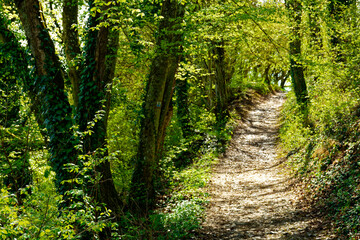 beautiful morning in the ancient city of Eichstatt