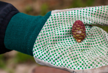 Gloved hand holds an old European larch cone