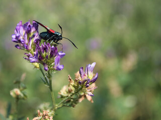 The details of macro photography in nature