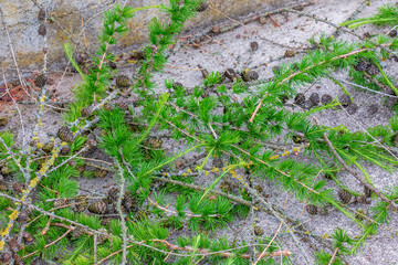 Trimmed old branches and cones of European larch lie in garden.