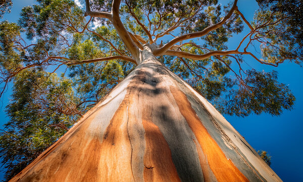 Eucalyptus, large tree, wide angle shot from the ground to the trunk, detail of the colors of the bark