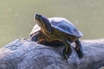 turtle on the rock