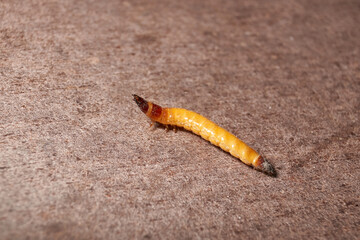 Wireworm on a garden plot. Wireworms are the larvae of all click beetles.