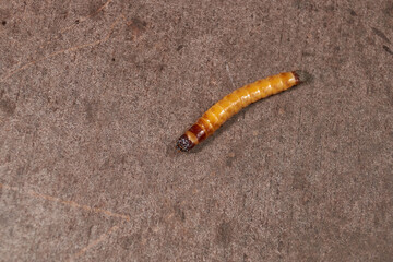 Wireworm on a garden plot. Wireworms are the larvae of all click beetles.